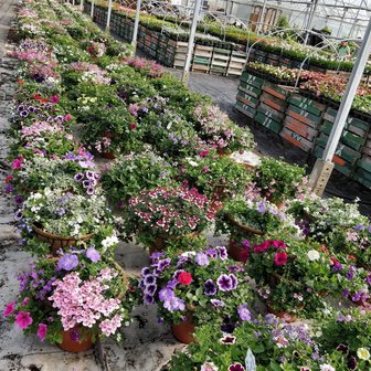 Hanging Basket Workshop