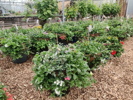 Hanging Basket Workshop