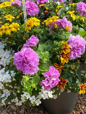 Hanging Basket Workshop