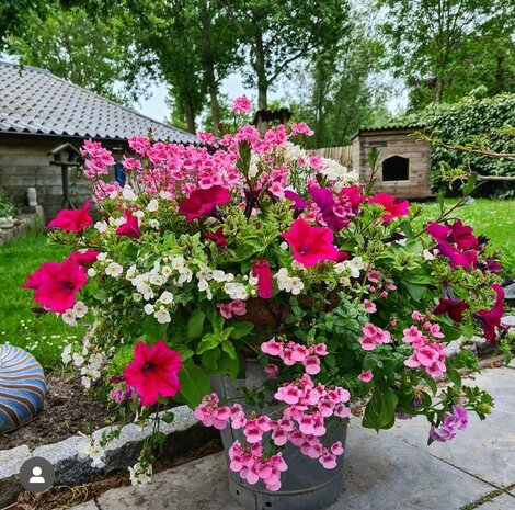 Hanging Basket Workshop