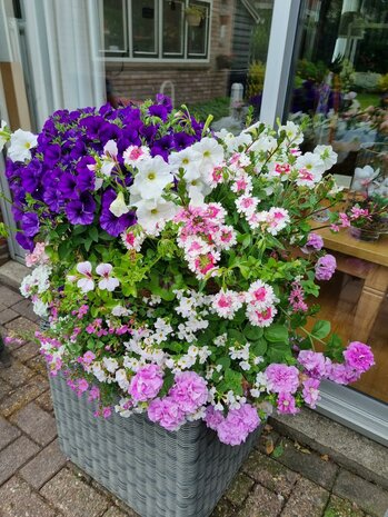 Hanging Basket Workshop